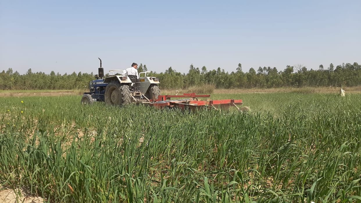 Now farmers run tractors on 21 bigha wheat crop