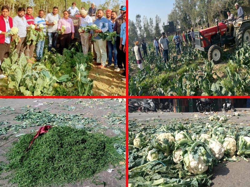 uttarakhand news : farmer though vegetables and destroying their crops photos