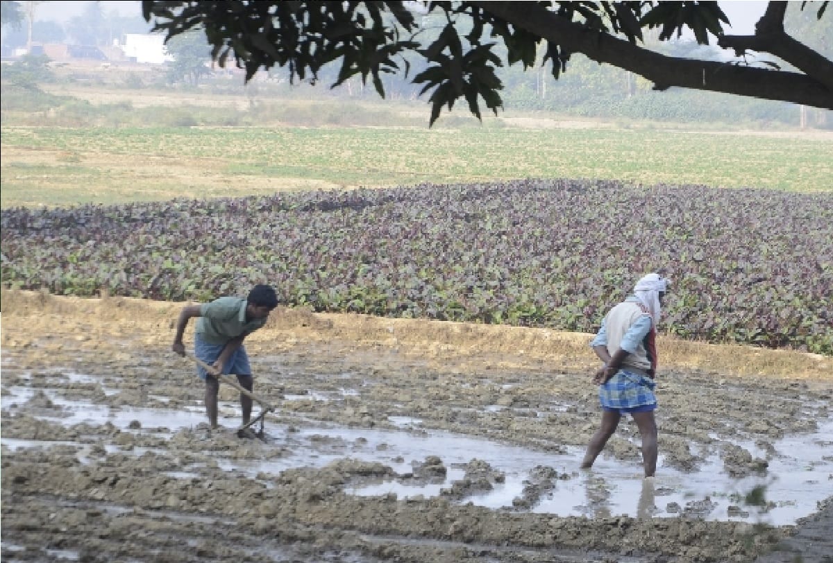 Scientists of Agricultural University in Jammu will work in farmers fields