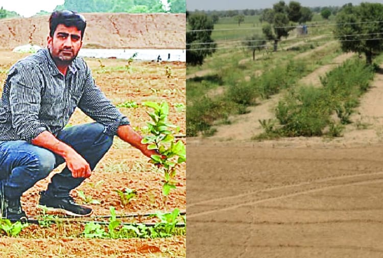 Haryana : Farmers of village Jhumpa Kalan did gardening and earn money 