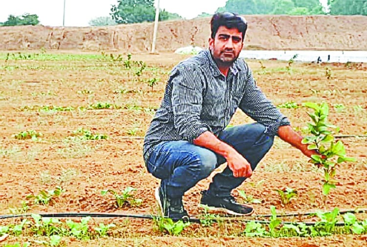 Haryana : Farmers of village Jhumpa Kalan did gardening and earn money 