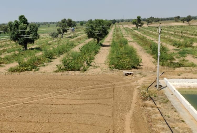Haryana : Farmers of village Jhumpa Kalan did gardening and earn money 