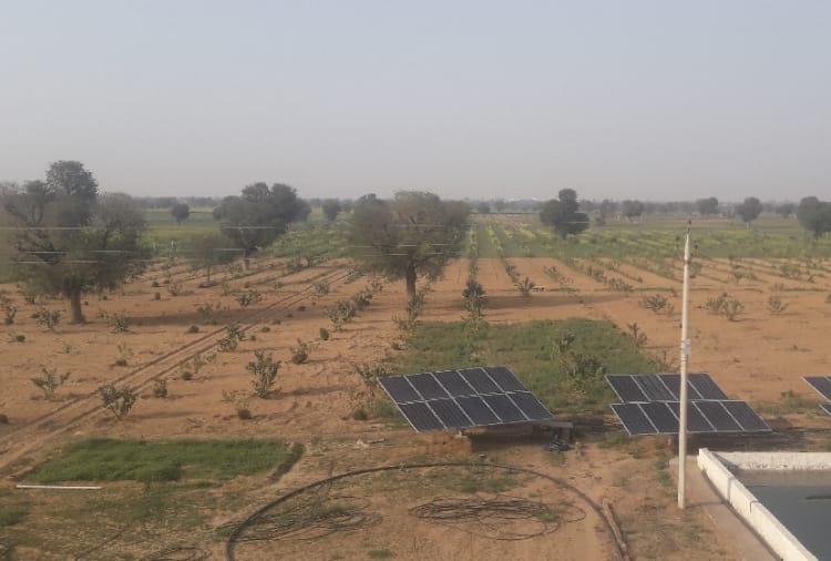 Haryana : Farmers of village Jhumpa Kalan did gardening and earn money 