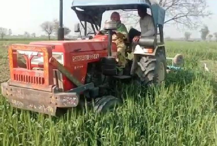 Two Farmers of Jind Destroyed Their Wheat Crop