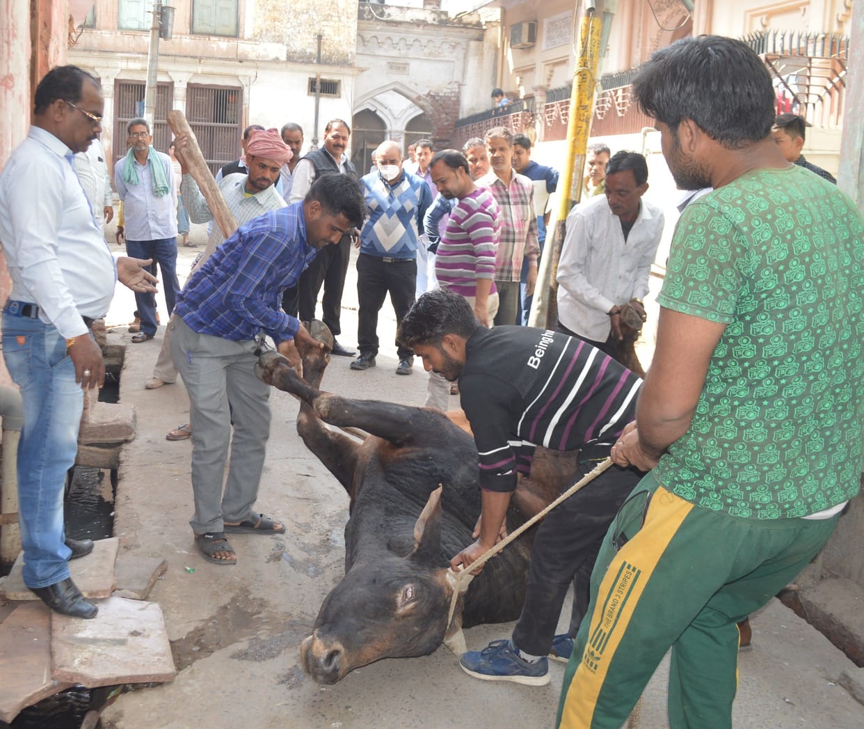 Hathras: Municipality workers lost sweat to control the insane bull