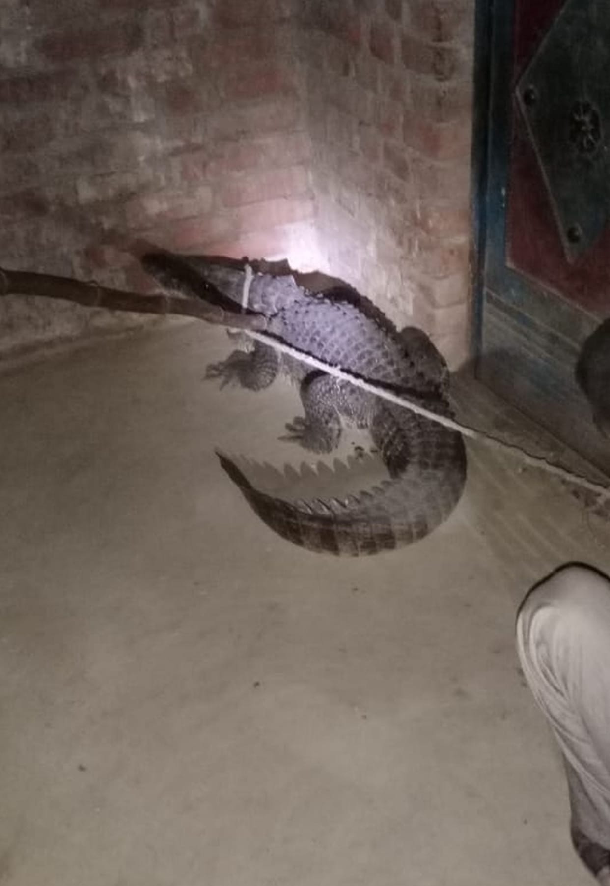 Crocodiles enter the house, panic among villagers