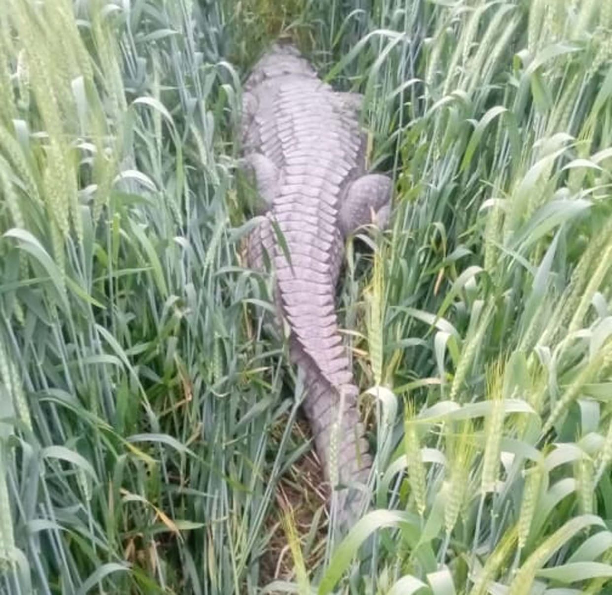 wildlife sos team firozabad,wildlife sos team agra,alligator in jasrana,crocodile in jasrana,wild life news
