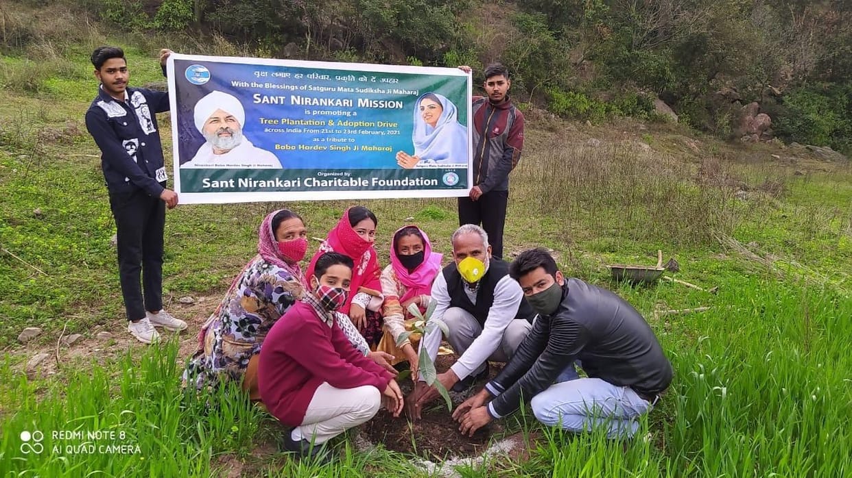 tree plantation