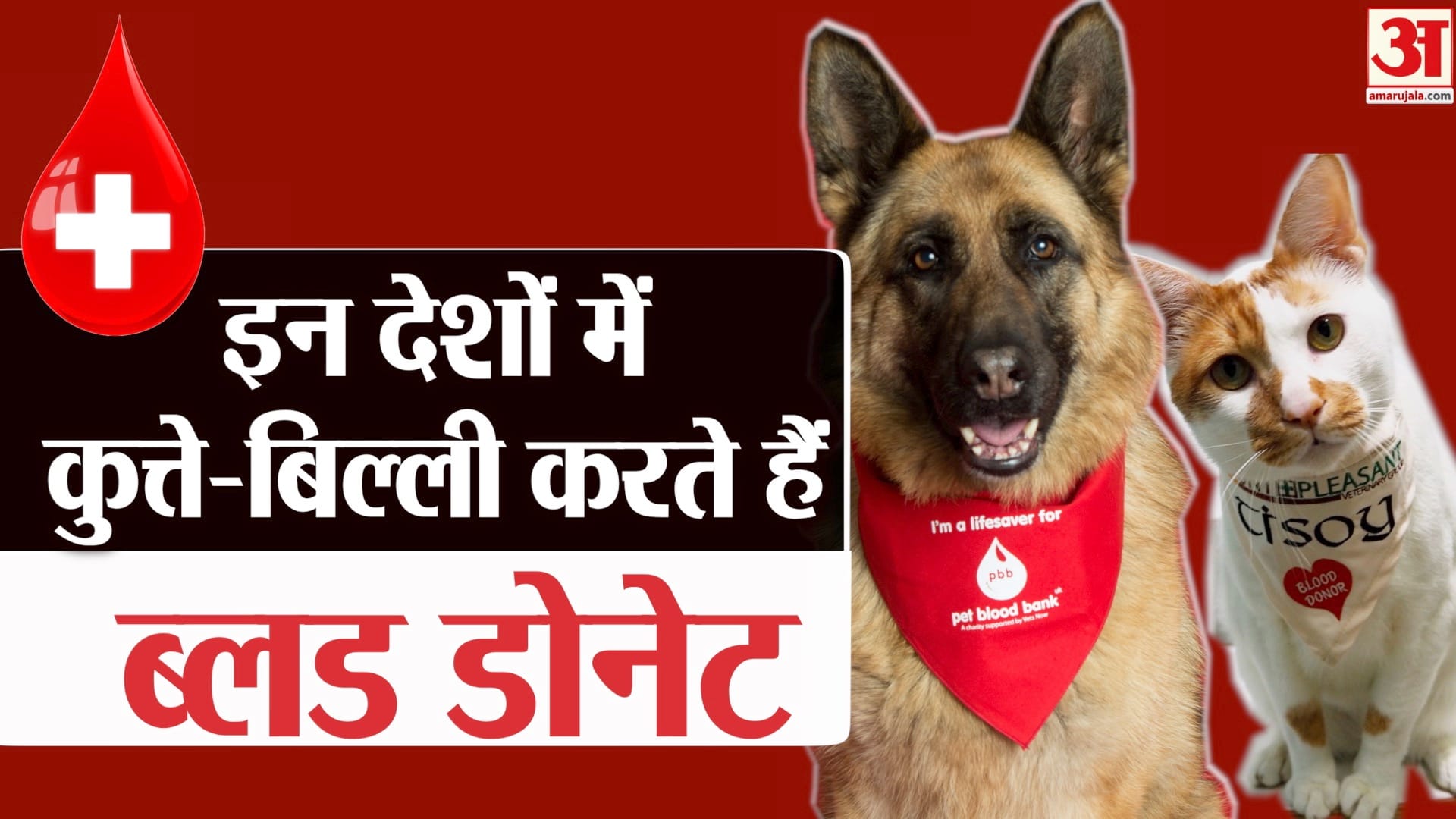 पेट्स ब्लड डोनेशन
