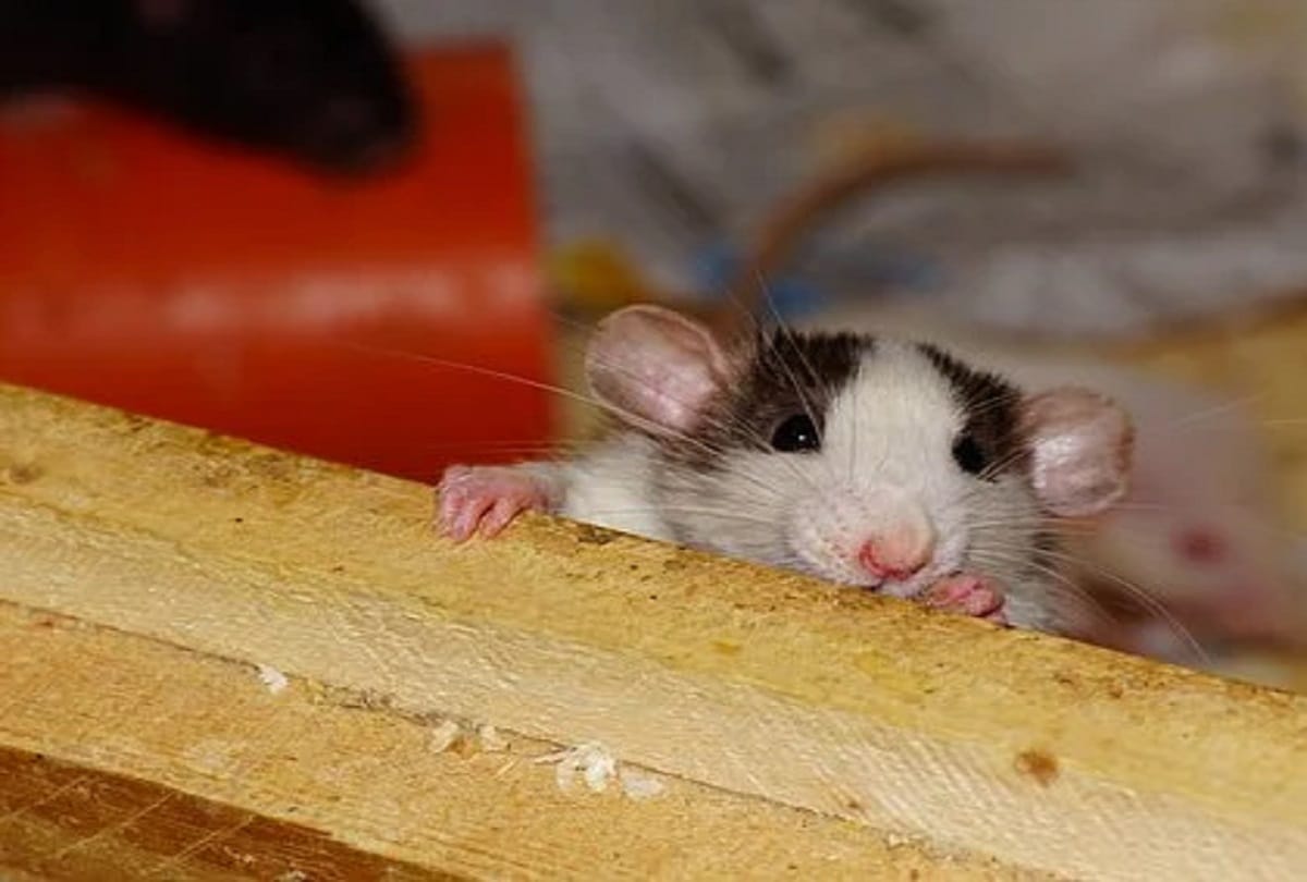 Sugar controlled in rats by use of neem turmeric ginger and garlic