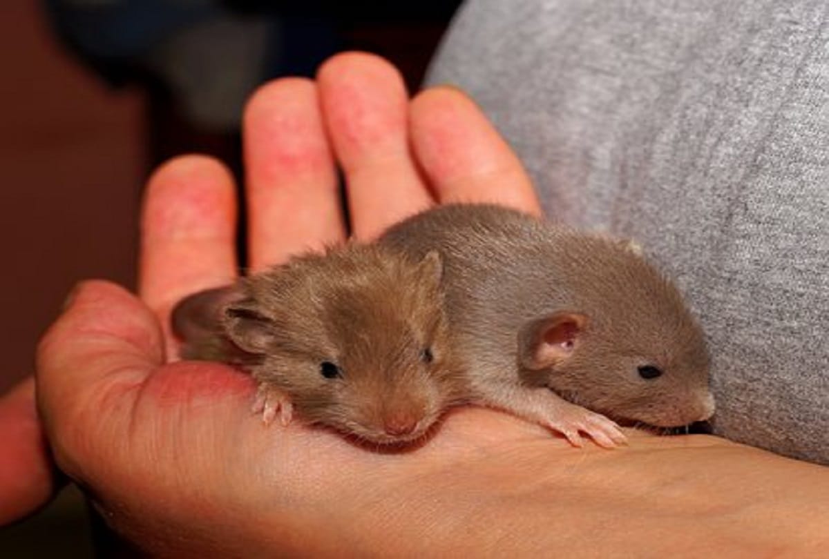 Leptospirosis disease spreading from rats after encephalitis