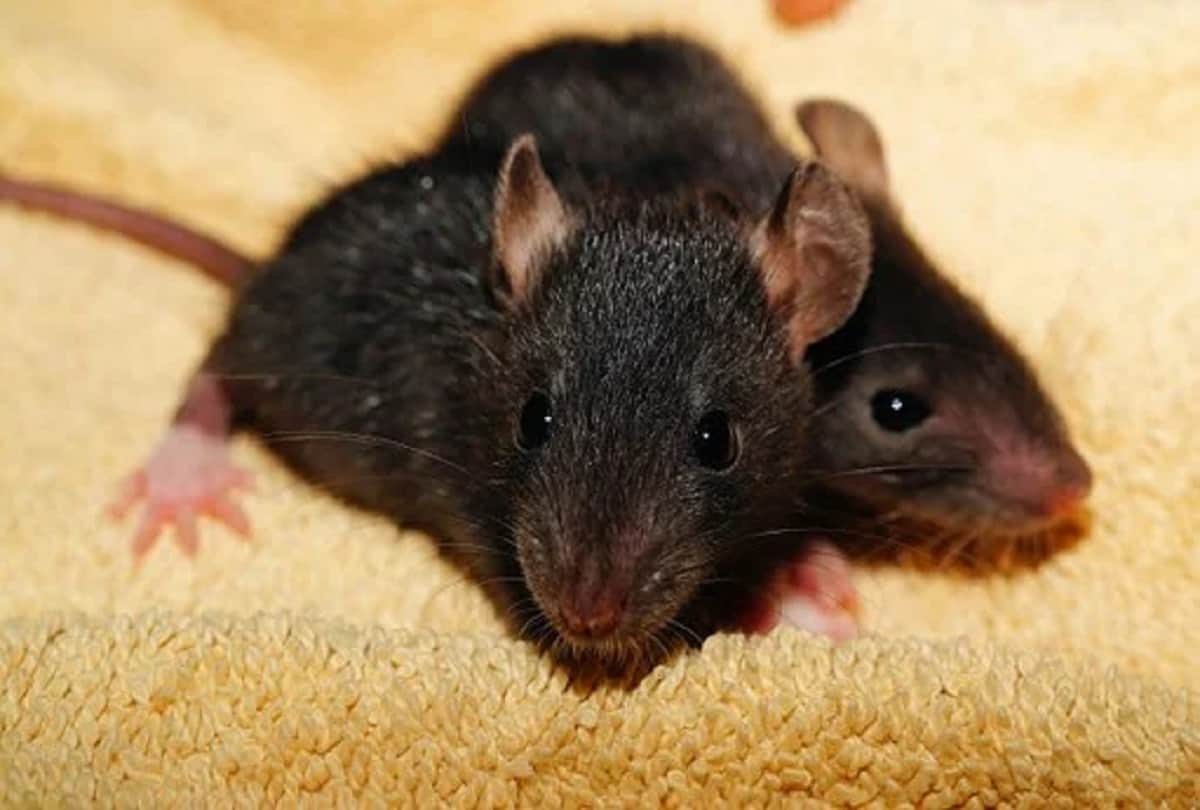 Leptospirosis disease spreading from rats after encephalitis