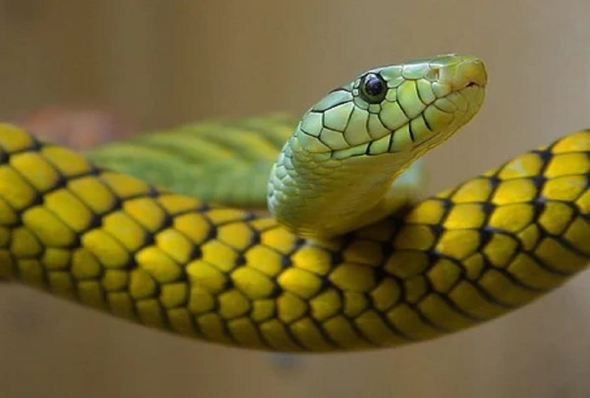 Pilibhit: Wonderful world of snakes lives in PTR