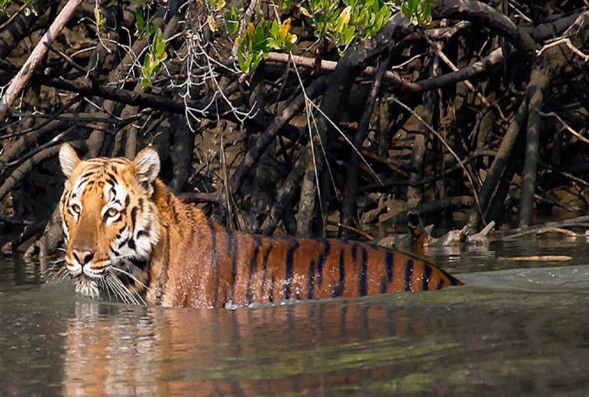 Four years old tigress Sharmili rescued after 30 hours operation in Bareilly