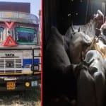 पुलिस के कब्जे में पशुओं से भरा ट्रक।
