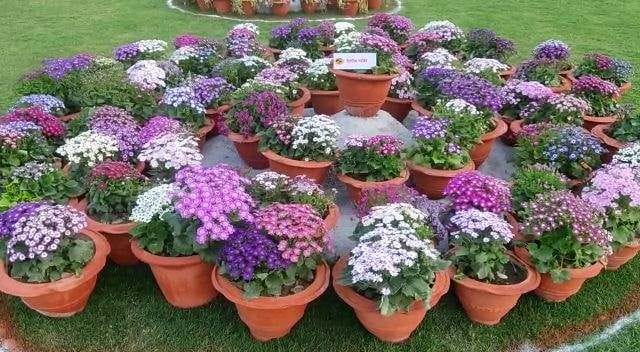 Three day flower exhibition started in Gayle village
