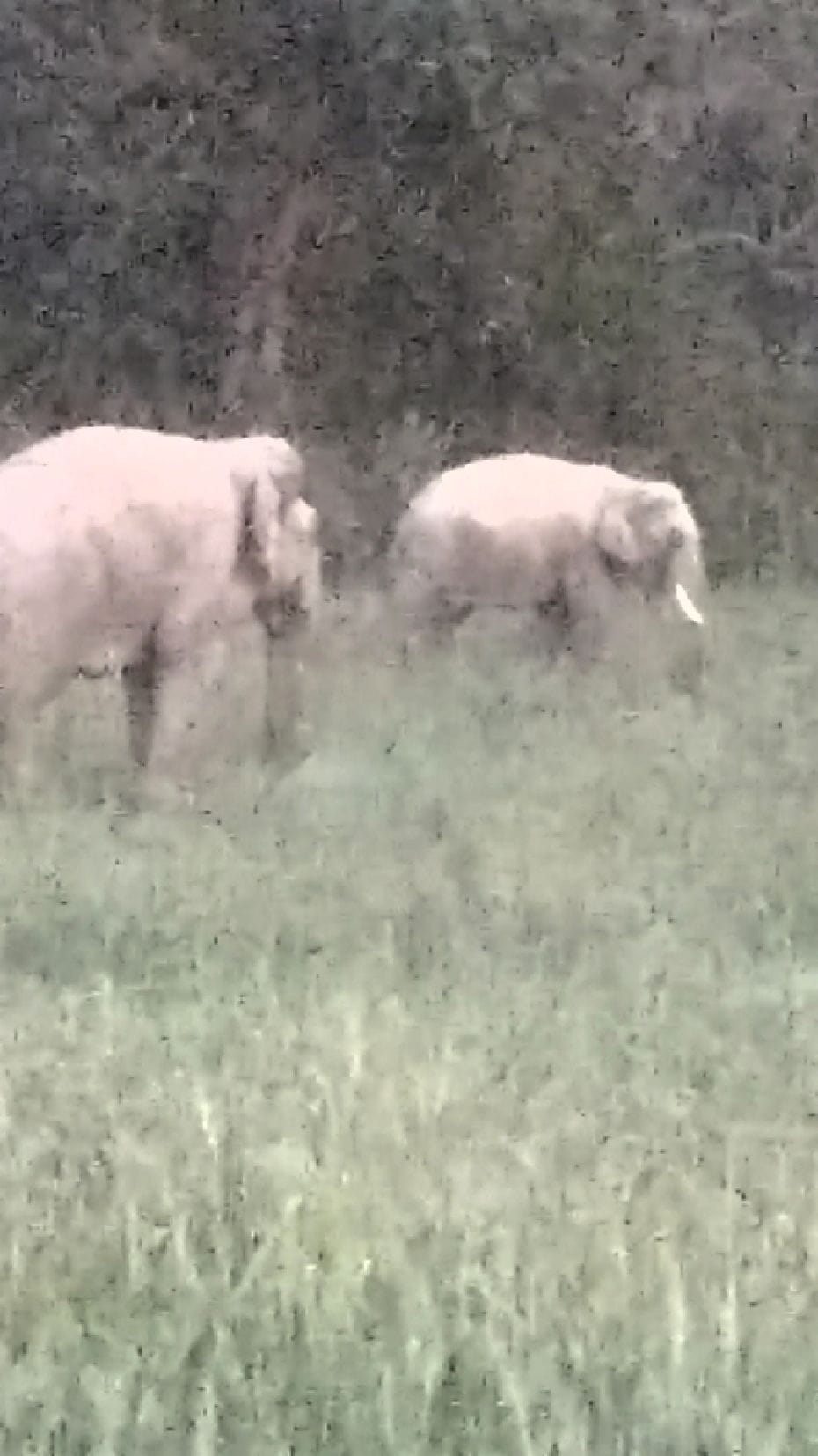Elephant herd trampled wheat crop