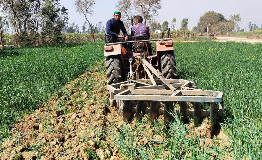 Wheat crop plowed in Harchandpur