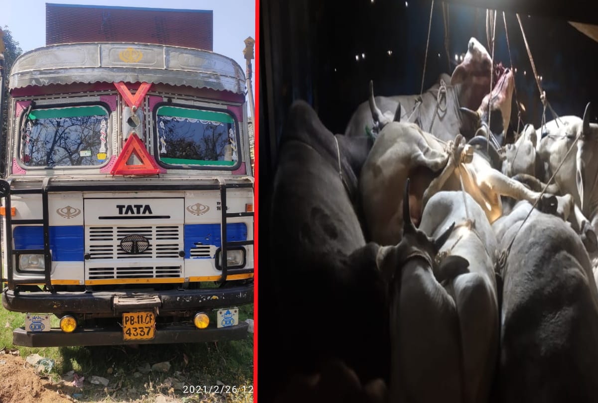 Police arrested cow smuggler after catching truck full of animals in deoria