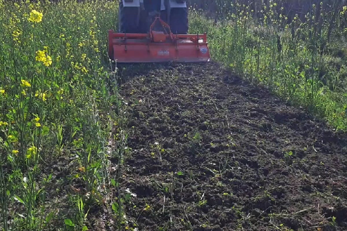 Meerut News: farmers are destroying green crops against agricultural laws in West Uttar Pradesh