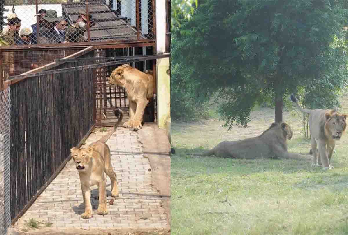 Corona threat in Etawah Safari: Samples of eight lions sent to Bareilly