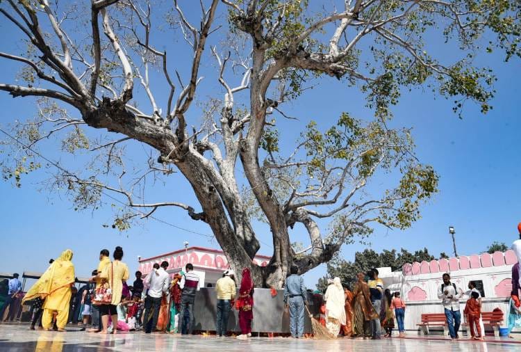 Know About Historical Sacred fig Tree of Shri Mata Mansa Devi Mandir Of Panchkula