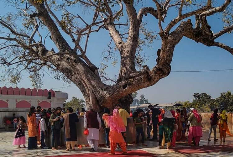 Know About Historical Sacred fig Tree of Shri Mata Mansa Devi Mandir Of Panchkula