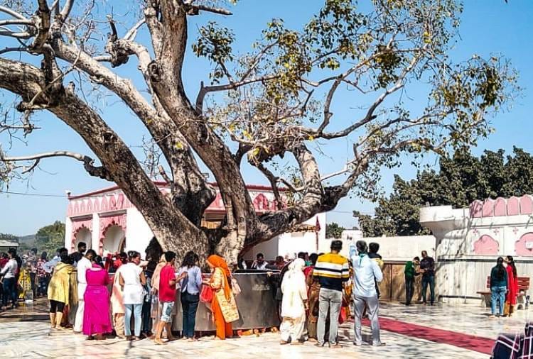 Know About Historical Sacred fig Tree of Shri Mata Mansa Devi Mandir Of Panchkula