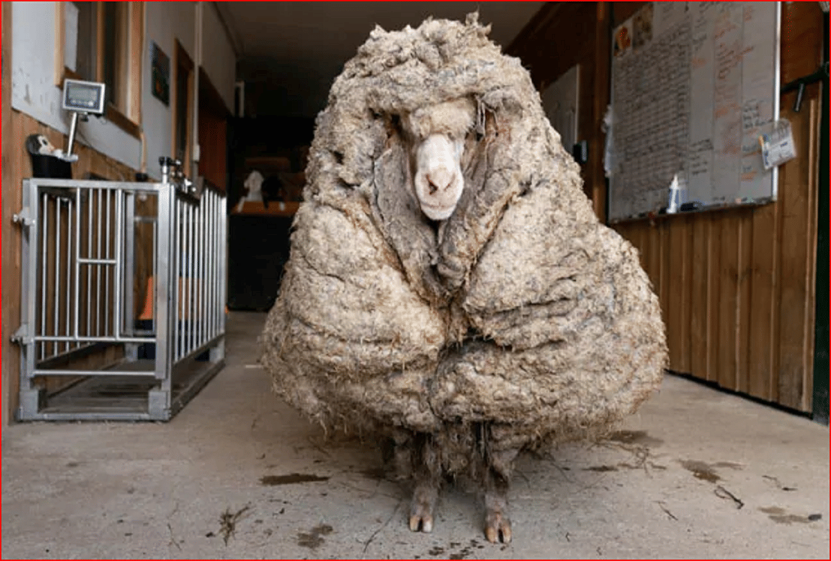 wild sheep with 35 kilogram coat of wool is rescued in Australia here you watch the video