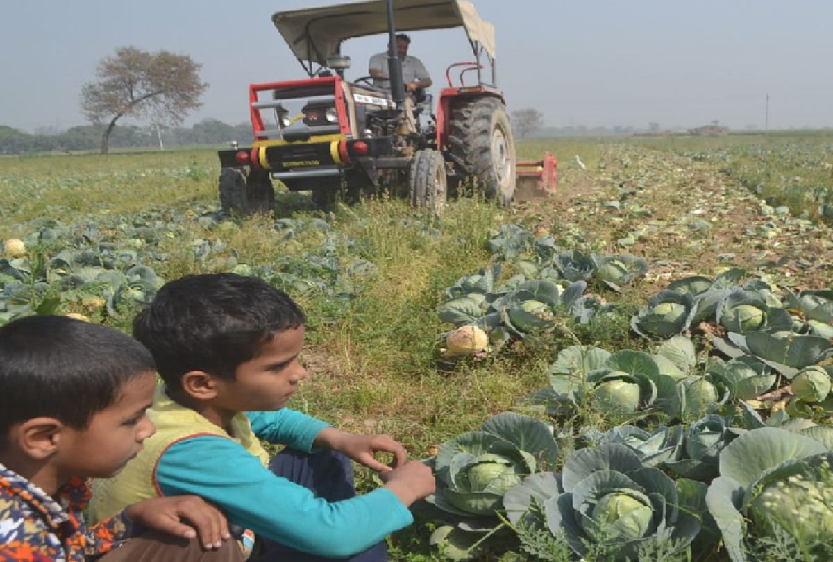 prices of cabbage fall in mandi farmers destroyed 25 bigha crop in hapur
