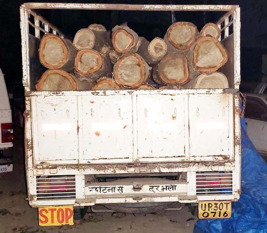 illeagal tree cutting