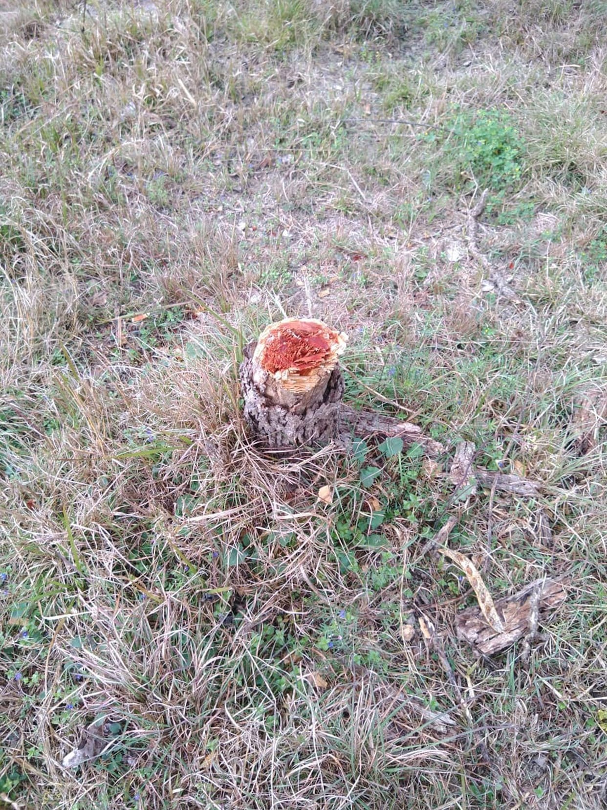 illigal tree cutting in nadaun hamirpur