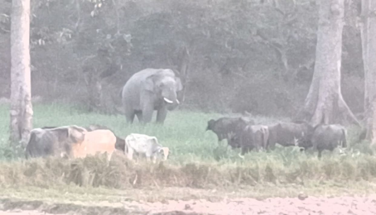 Wild elephant reached the road, traffic disrupted