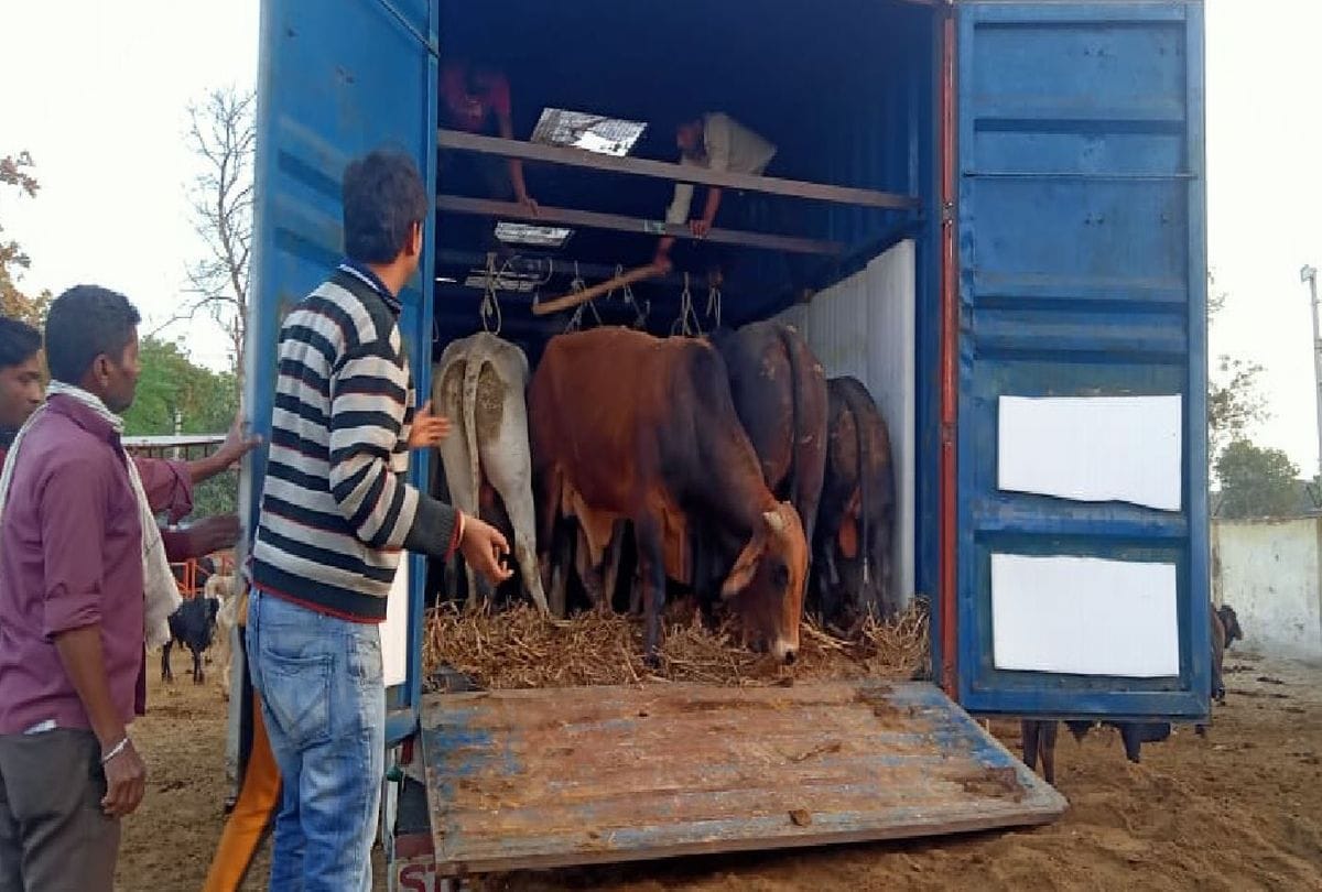police caught container loaded with govansh in agra