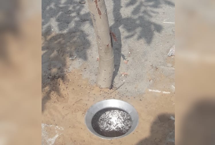 Haryana : People of Lilas Village does not kill Ants 