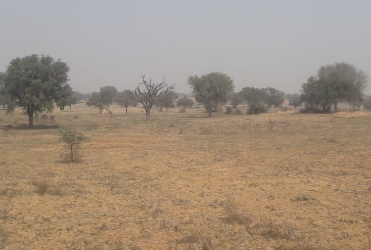 Haryana : People of Lilas Village does not kill Ants 