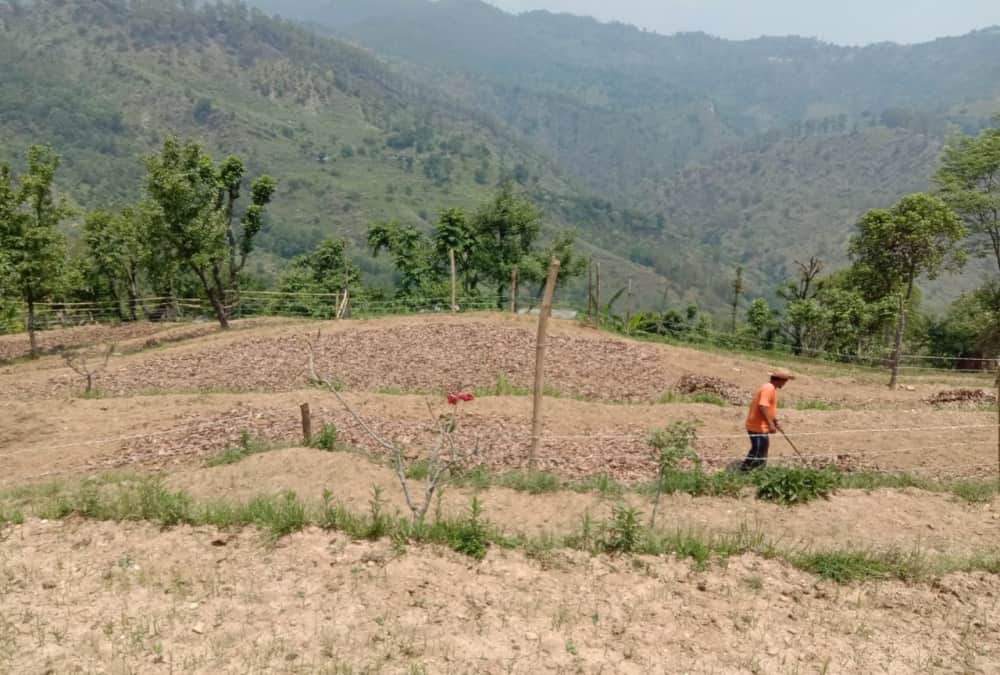 Uttarakhand News: Crops flourished in the lockdown but Now destroy due to migration