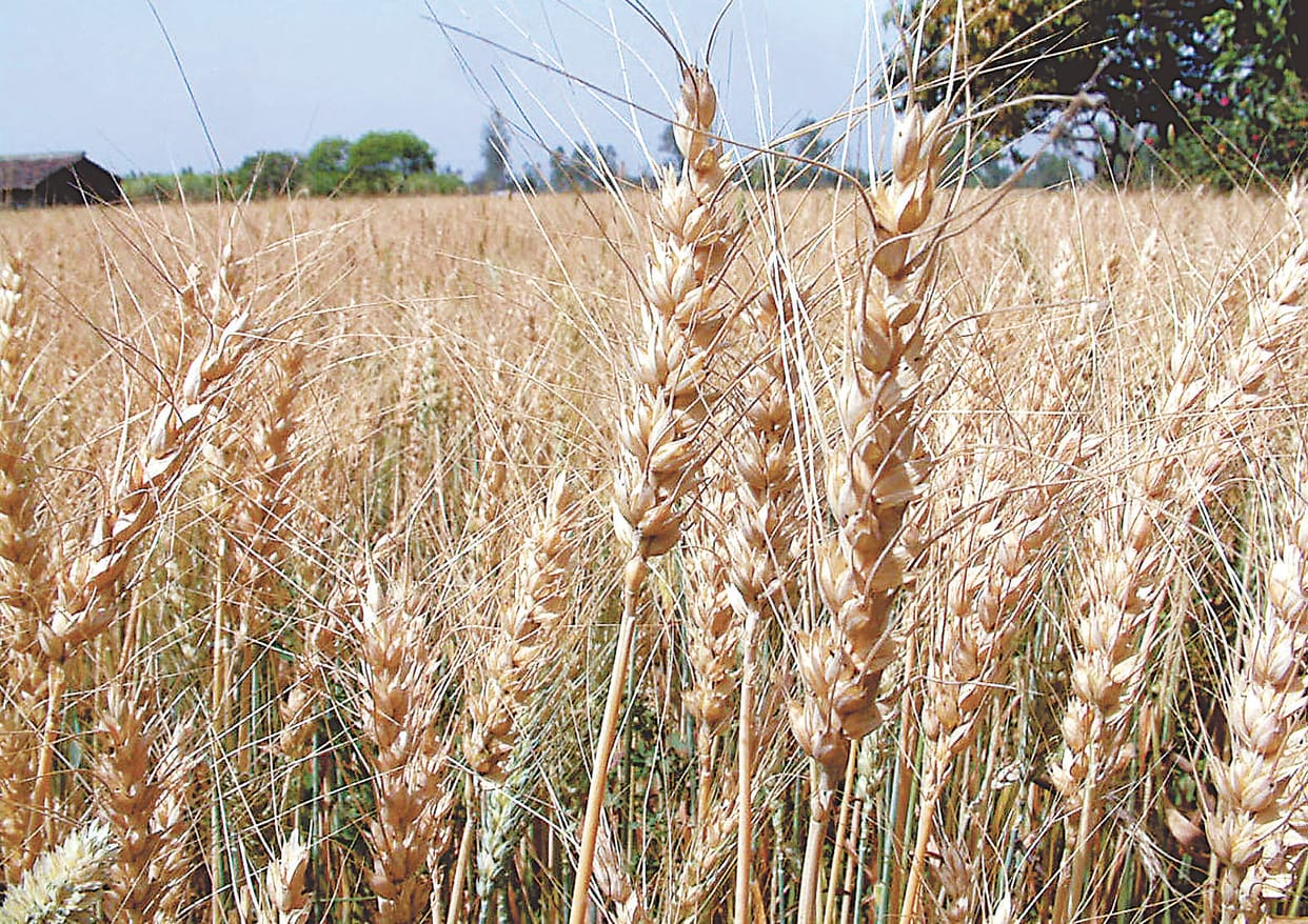 Save wheat from yellow ratuva, Agriculture Department advised to be cautious