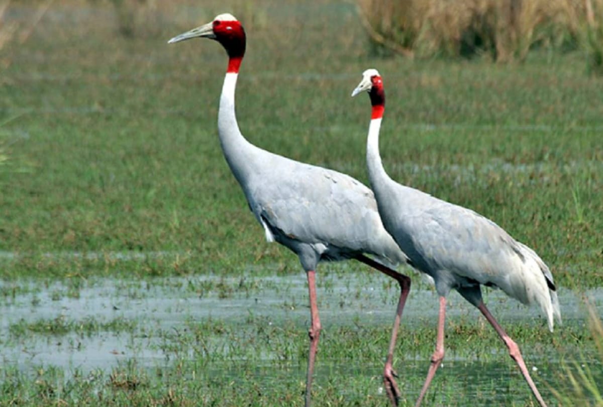 Sohagi Barwa special story on stork at maharajganj