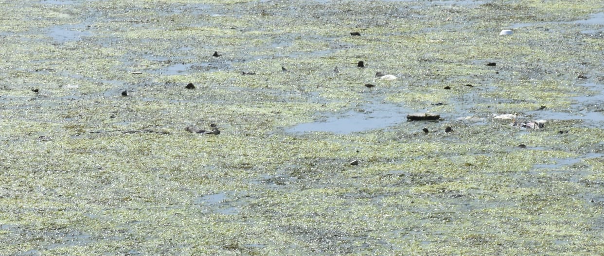 water tank, duck die, water supply