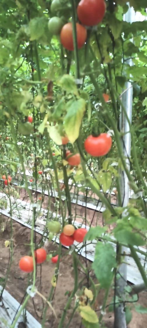 tomato farming