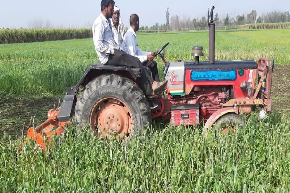 Two brothers plowed 10 bigha wheat crop in Manakpur