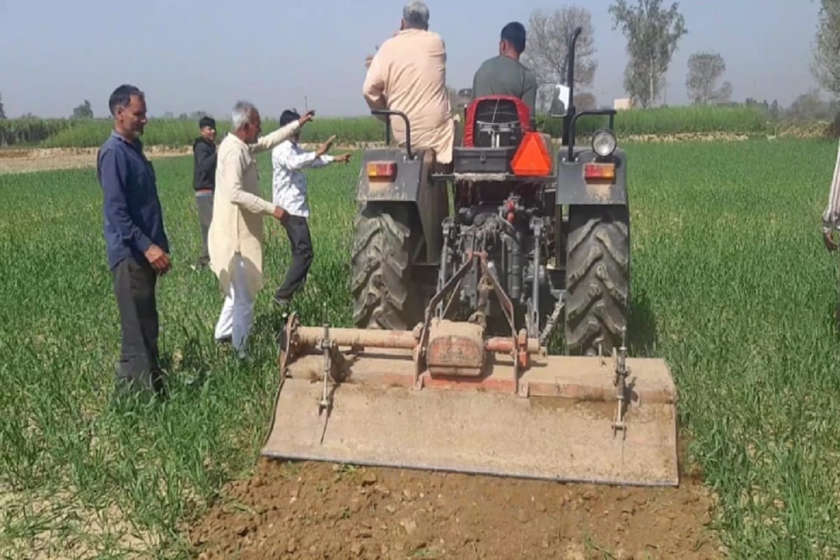 A farmer destroyed his five bigha of wheat crop in Shamli of Uttar Pradesh