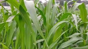 bundelkhand me chara utpadan ko badava denge csa or aijfri