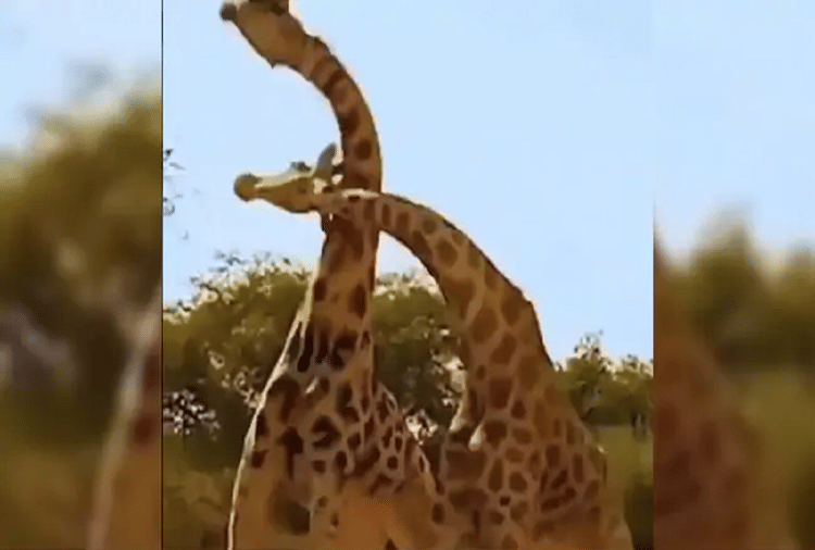 Amazing Fight Of Giraffes Attack On Each Other By Rotating The Neck
