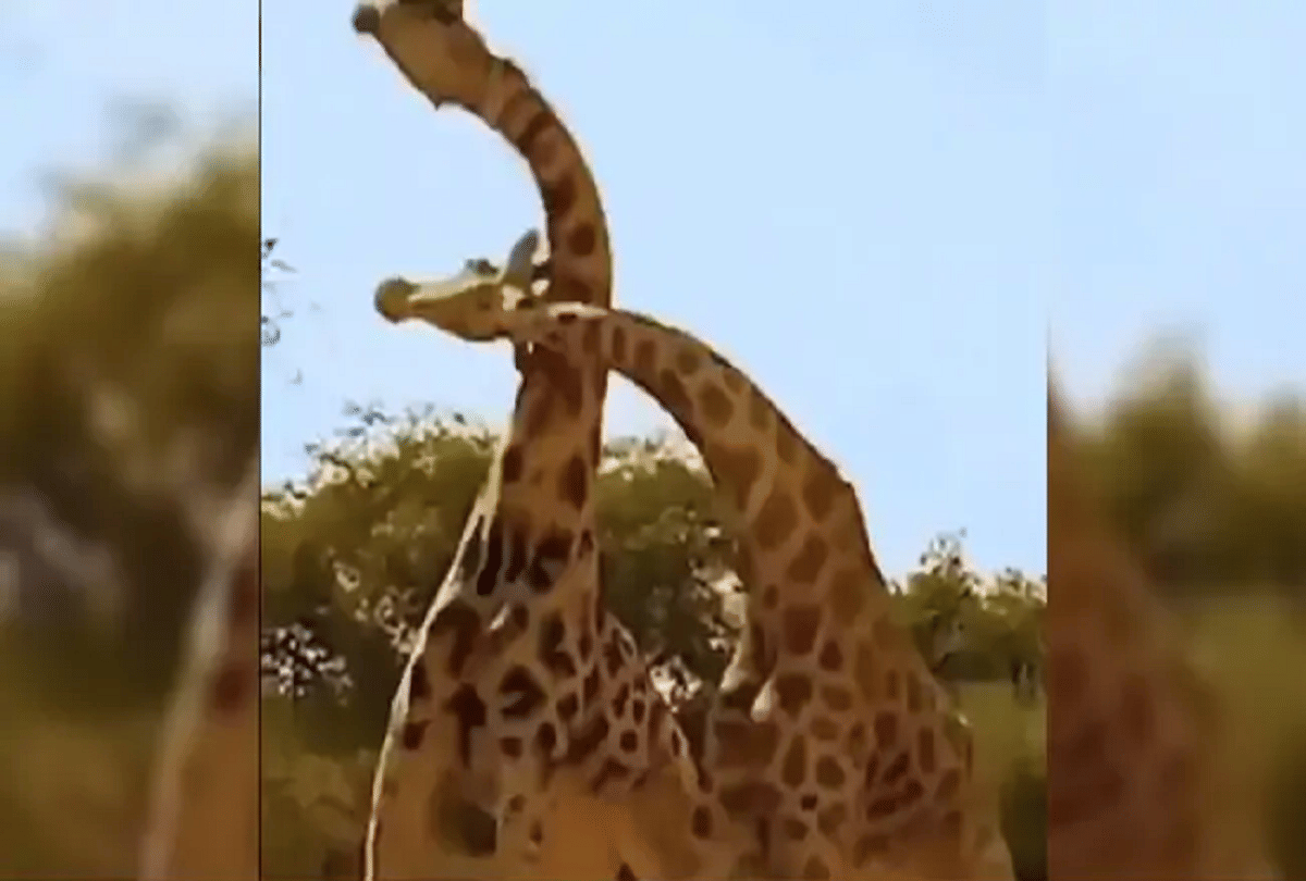 amazing fight of giraffes attack on each other by rotating the neck video goes viral