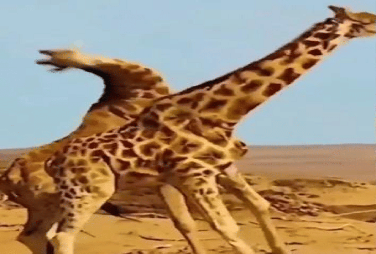 amazing fight of giraffes attack on each other by rotating the neck video goes viral