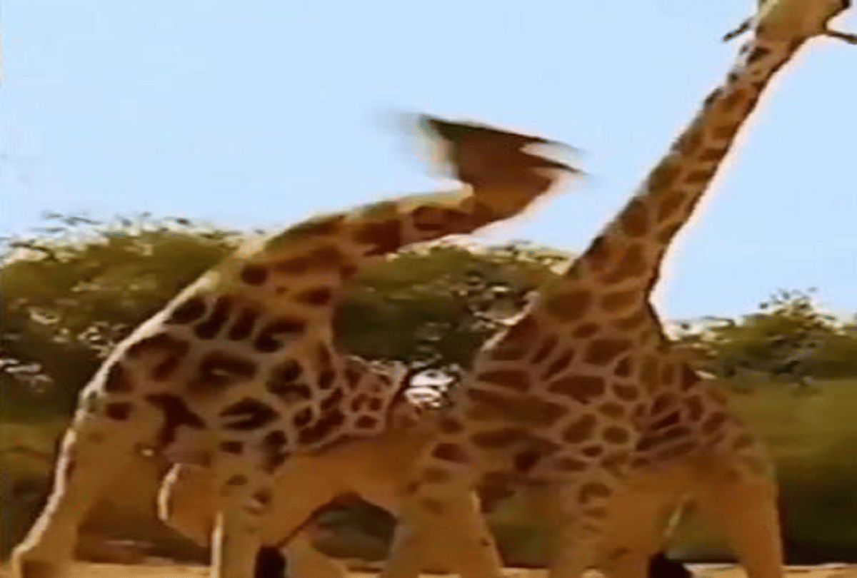 amazing fight of giraffes attack on each other by rotating the neck video goes viral