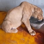 प्रतीकात्मक तस्वीर