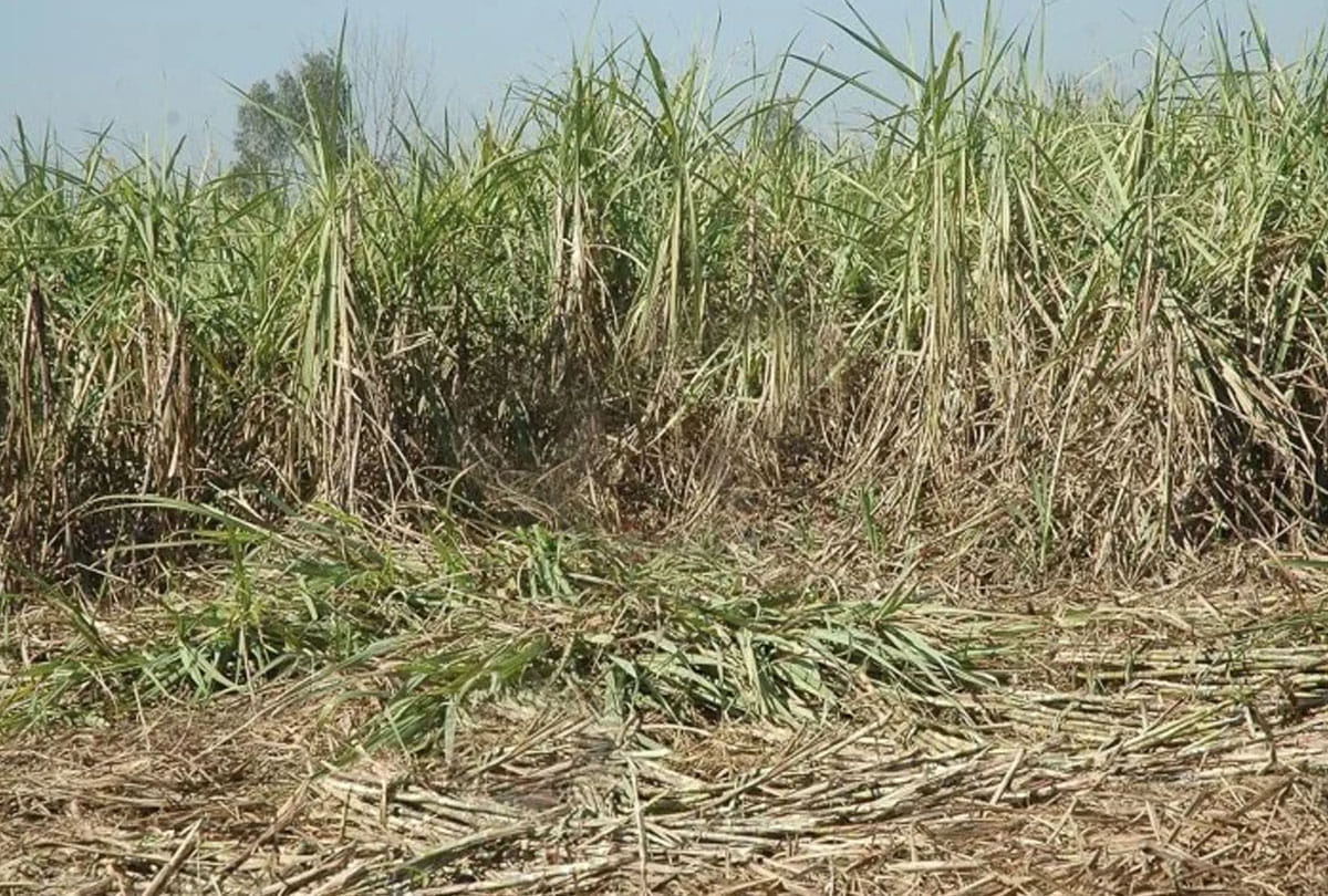 Skeleton of missing farmer found in hardoi